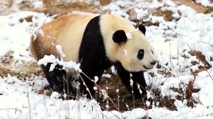Aquí la Tierra - Pandas en la nieve