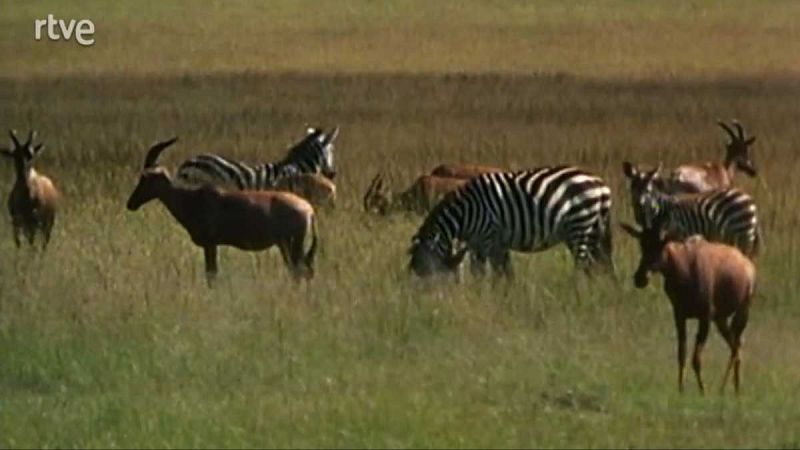 En la misma orilla - La pradera tropical africana - En la misma orilla | Ver