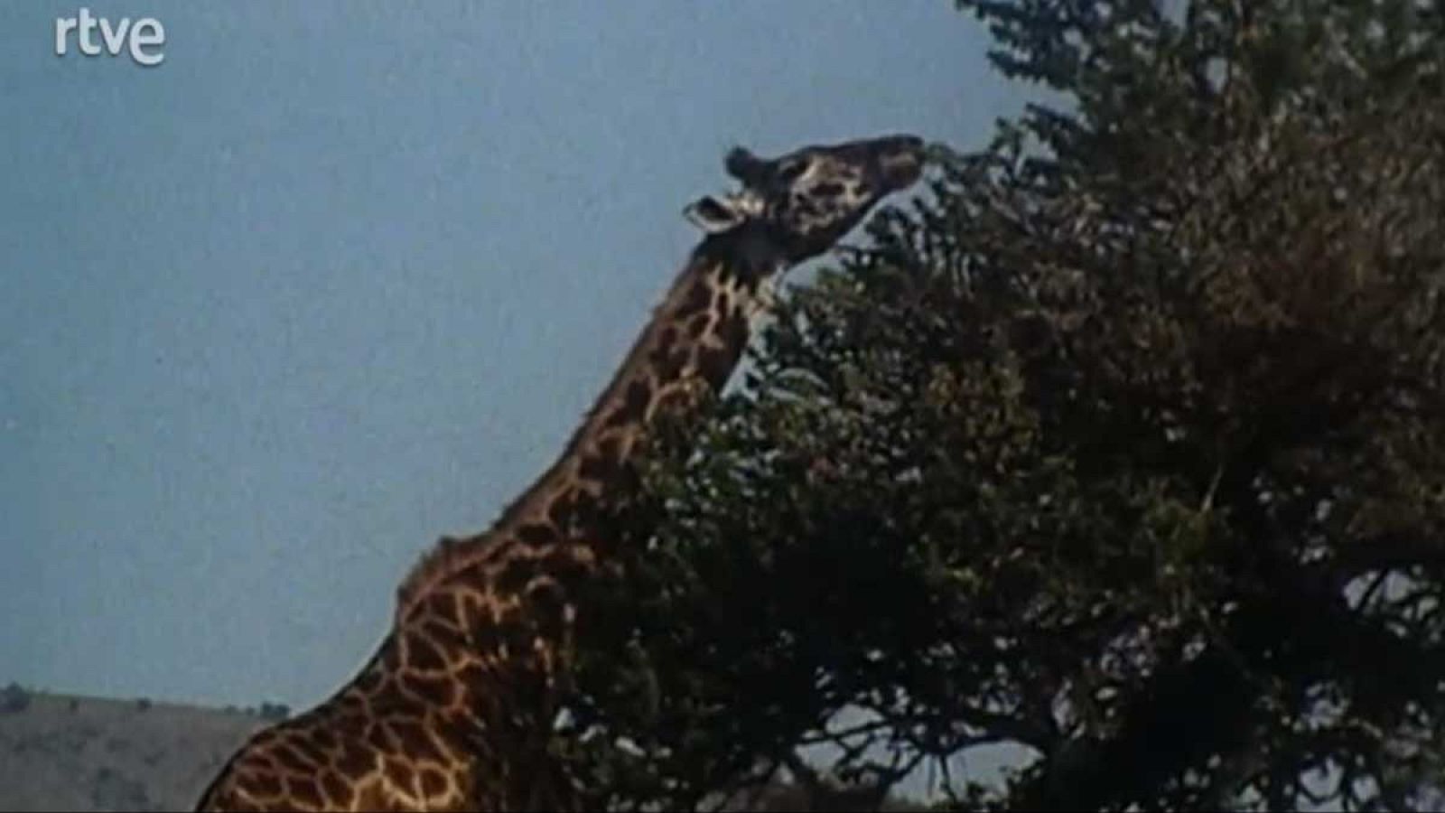 En la misma orilla - Fauna en Tanzania - En la misma orilla | Ver