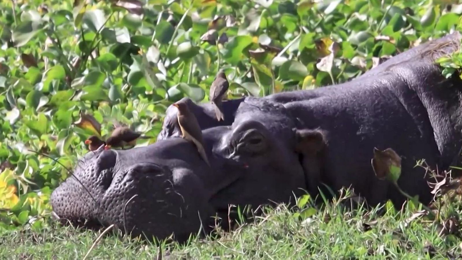 Hipopótamos con pajaritos | Ver
