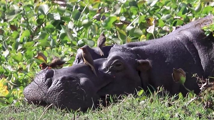 Aquí la Tierra - Hipopótamos con pajaritos