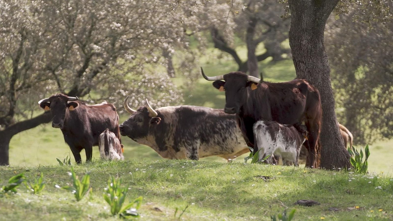 Tendido Cero - 08/03/25 - ver ahora
