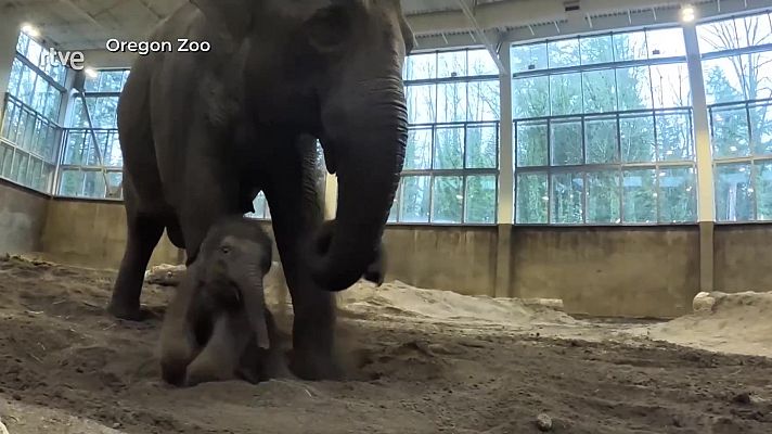 Aquí la Tierra - Elefantito aprende de mamá