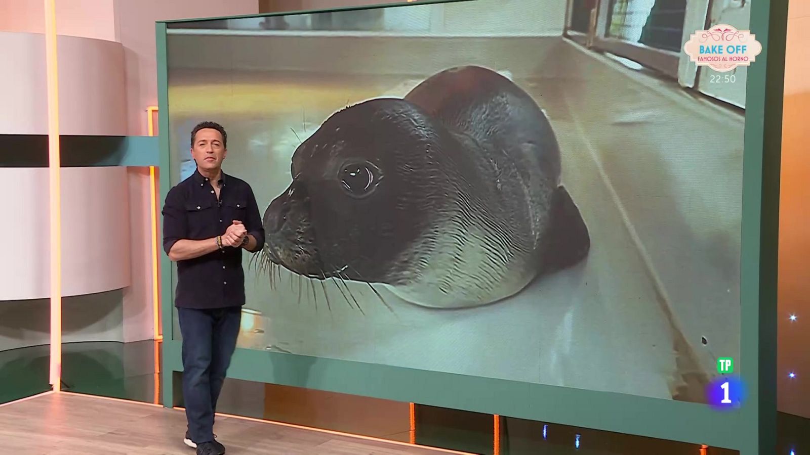 La foca luchadora - Aquí la Tierra | Ver