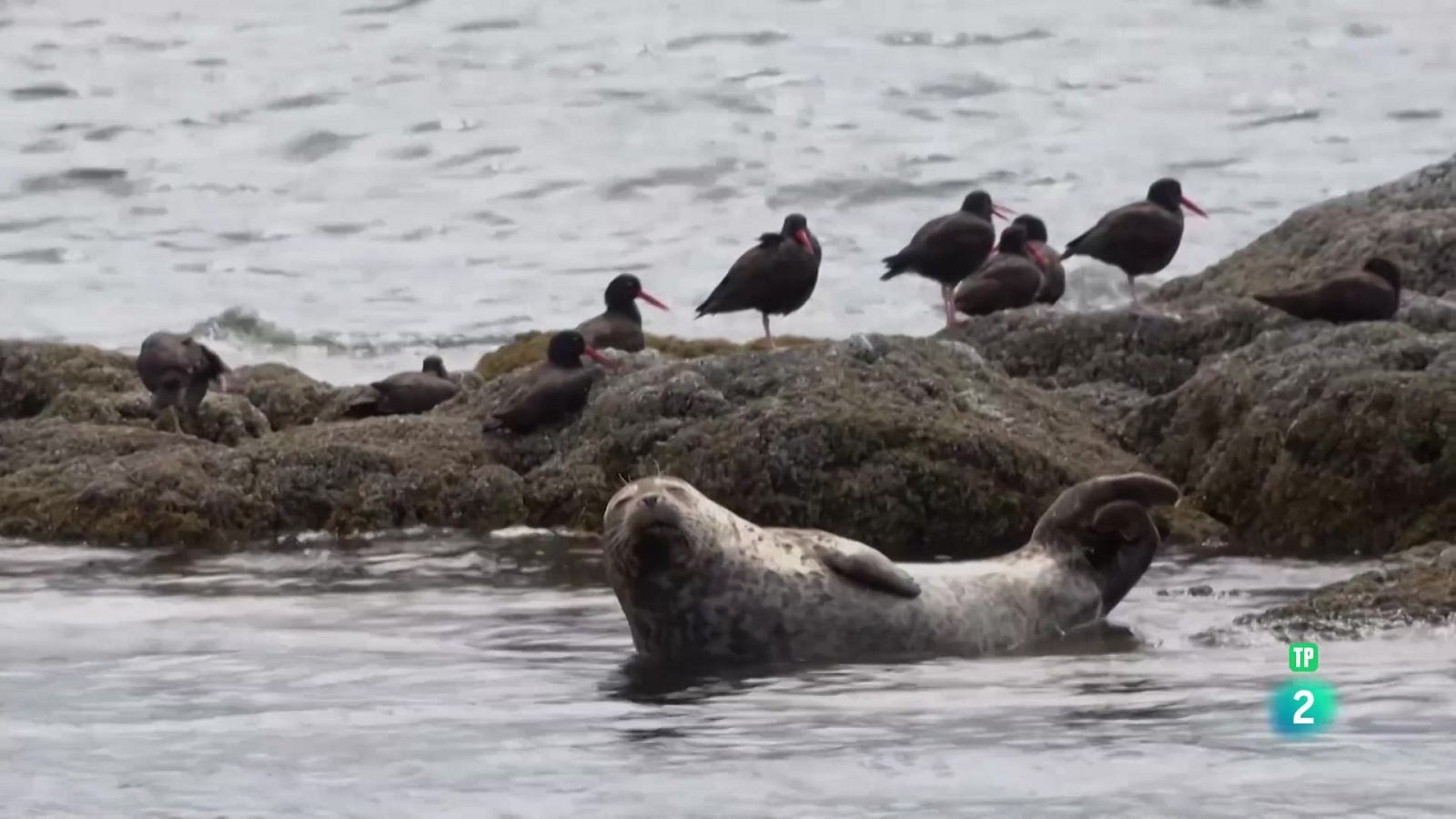 Grans documentals - El tauró fantasma que emergeix de les profunditats: Quimeres - Veure Ara