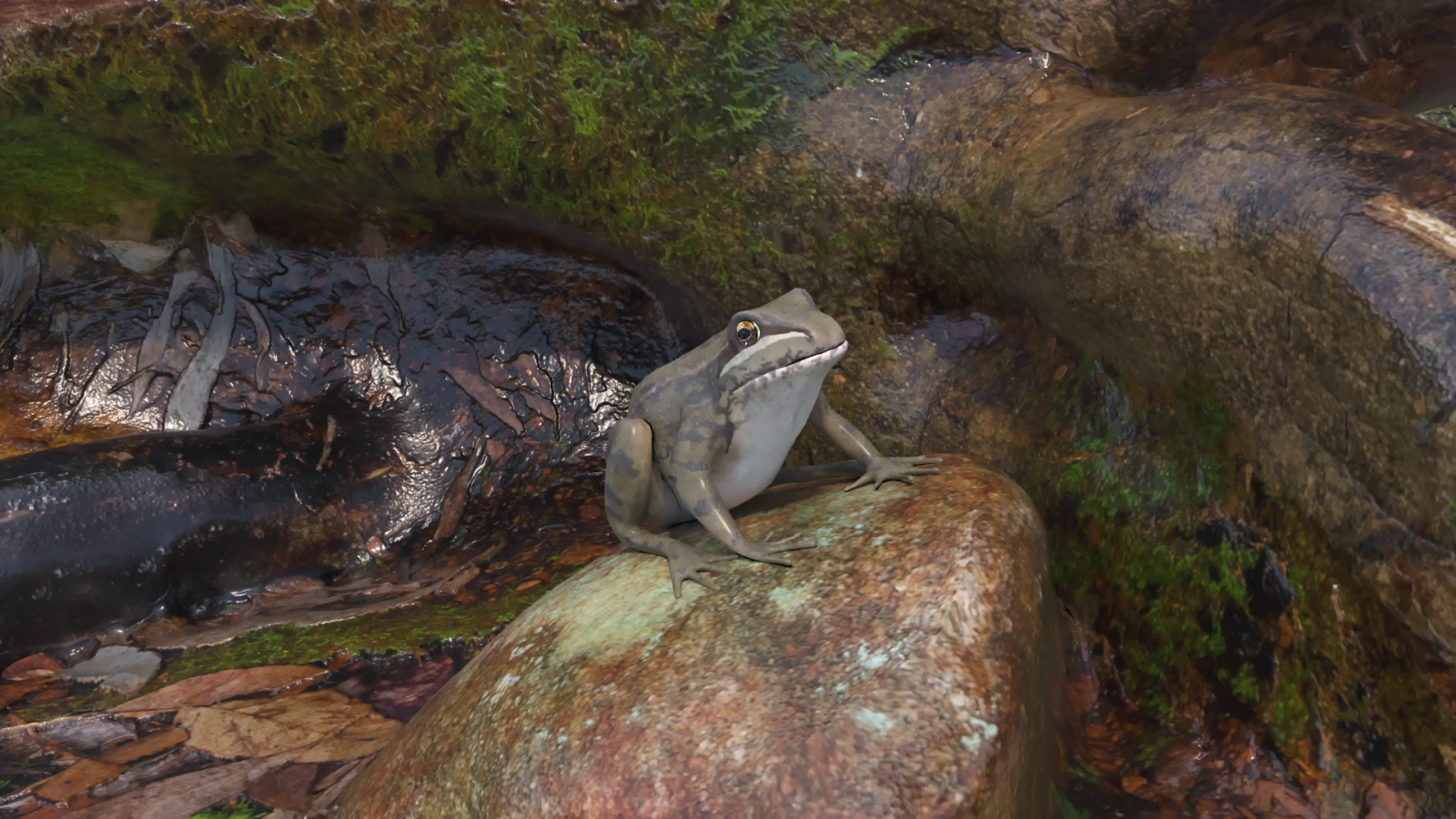 Animales que pueden cambiar de estado - Curioseando - Curioseando | Ver