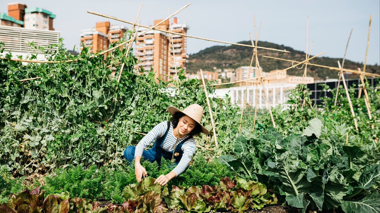 Un real decreto para impulsar los comedores escolares saludables | Ver