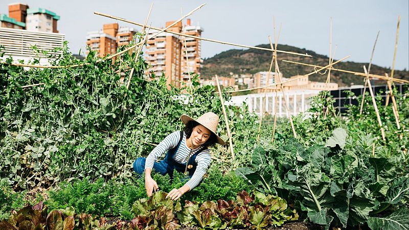 Un real decreto para impulsar los comedores escolares saludables