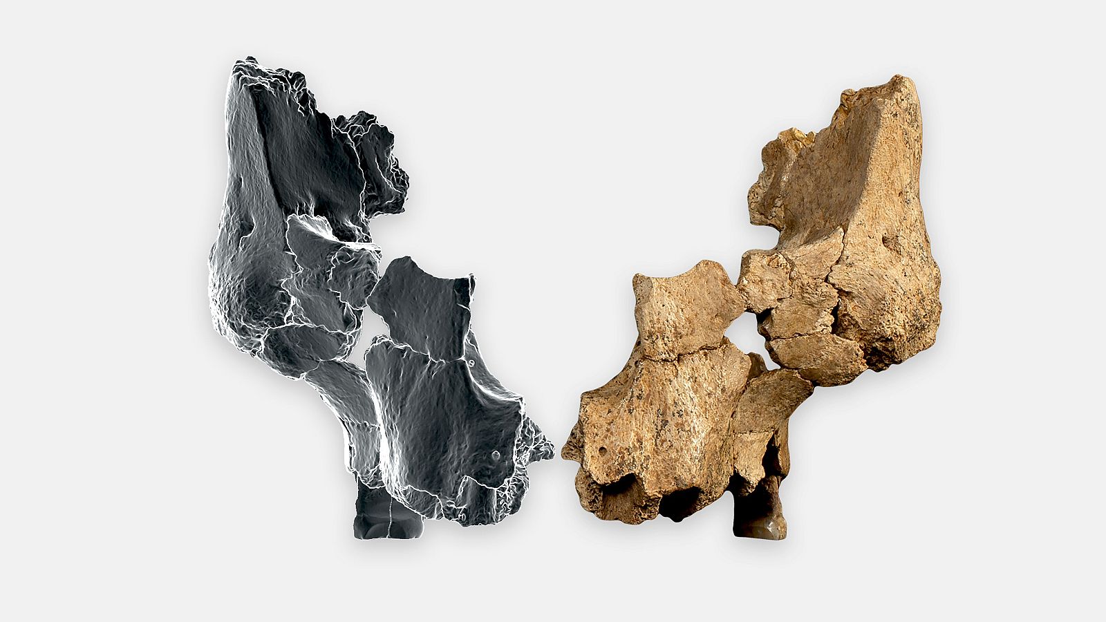 La cara del "primer europeo", en Atapuerca, es una especie nueva - La tarde en 24h | Ver