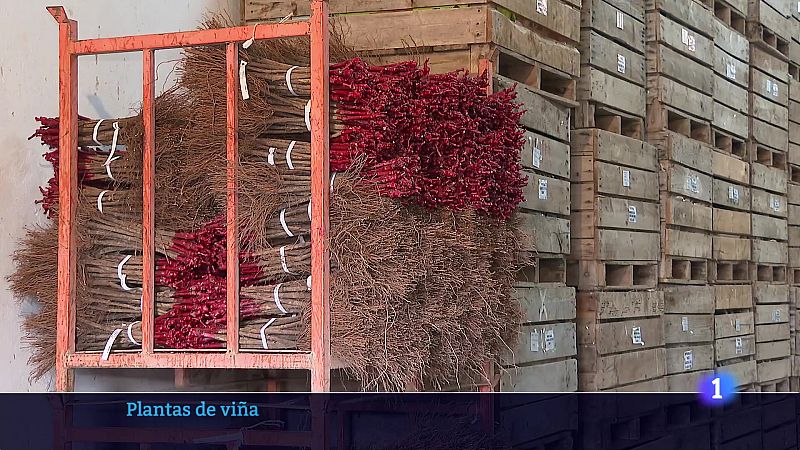 Informativo Telerioja - 13-03-2025 - Informativo Telerioja | Ver