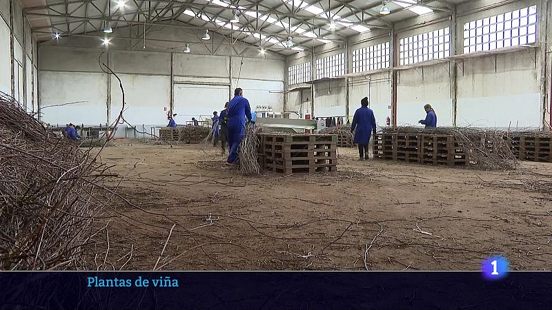 Informativo Telerioja 2 - 13-03-2025 - Informativo Telerioja | Ver