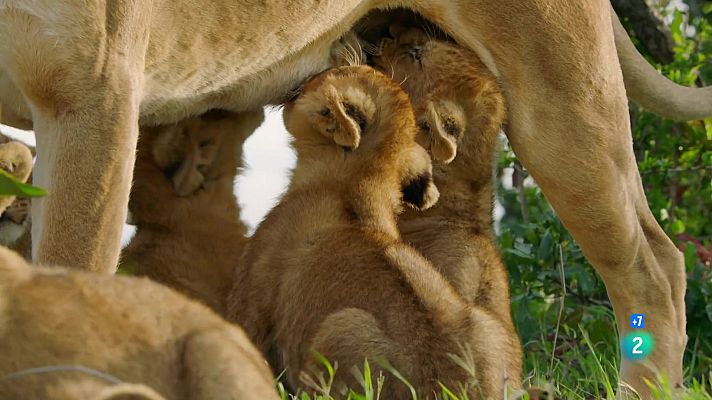 Som Documentals - La germandat dels lleons. Temps de plenitud