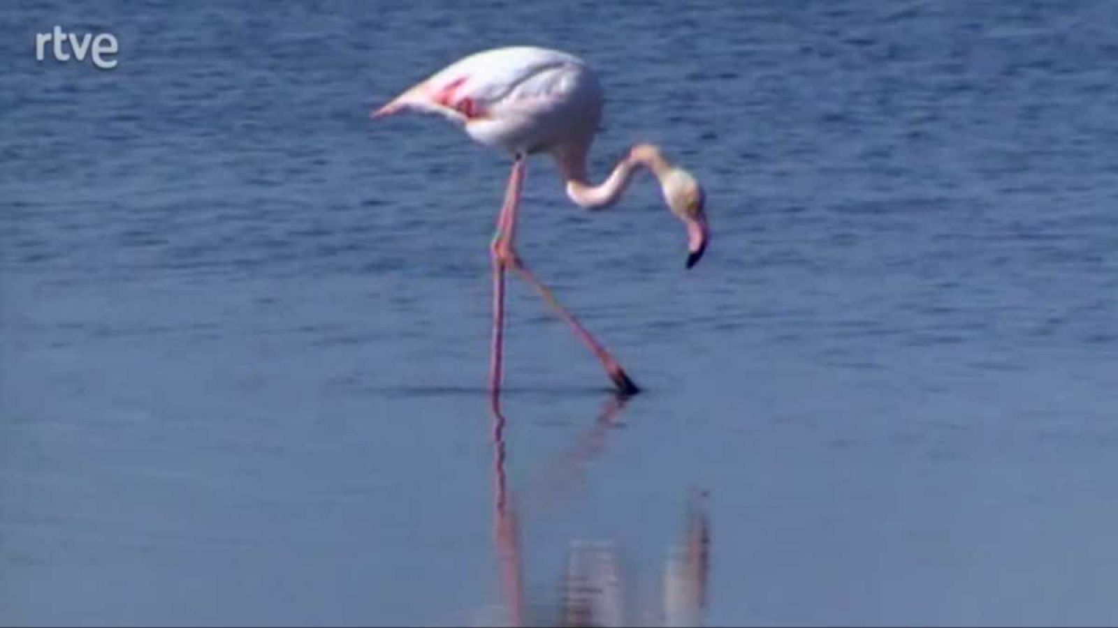 La aventura del saber  - Una mente universal II. La escuela de Doñana - La aventura del Saber | Ver