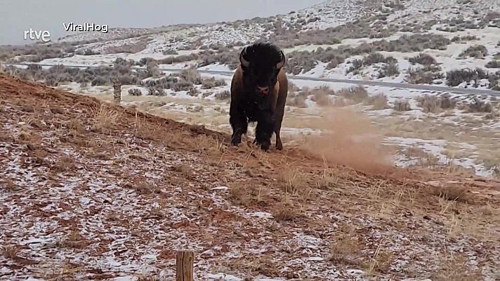 Aquí la Tierra - Bisonte en la nieve