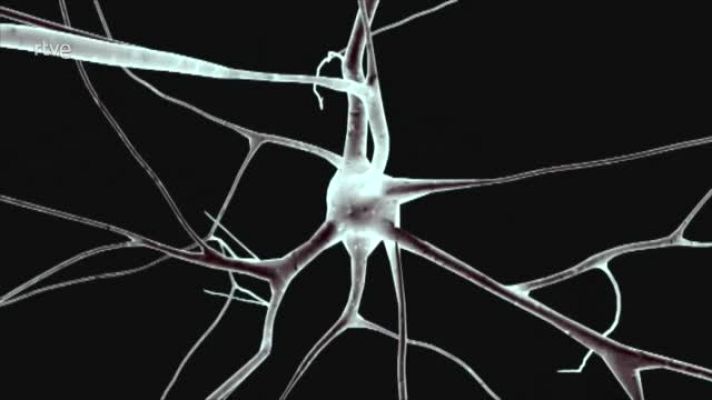 Modo Digital - El cerebro puede cuidarse a sí mismo