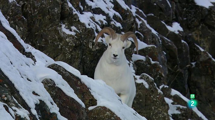 Som Documentals - A cops de cap. L'estranya història de les ovelles