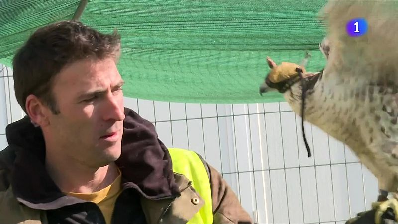 Falcons a l'aeroport de Lleida: espanten els ocells per evitar accidents - L'Informatiu | Veure