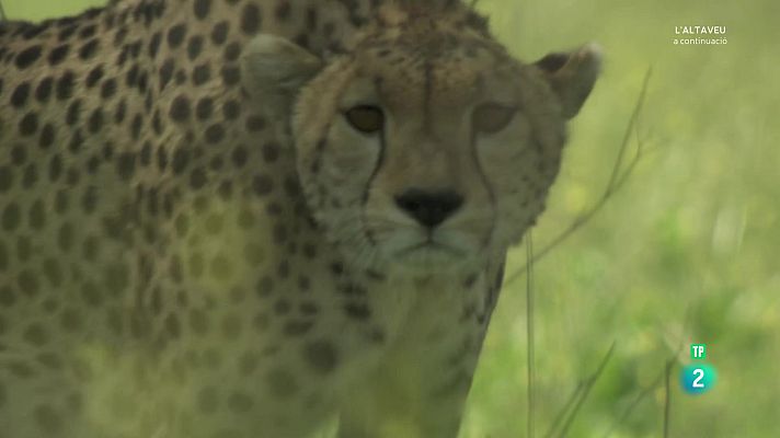 Som Documentals - Grans documentals - El guepard, la trampa de la velocitat