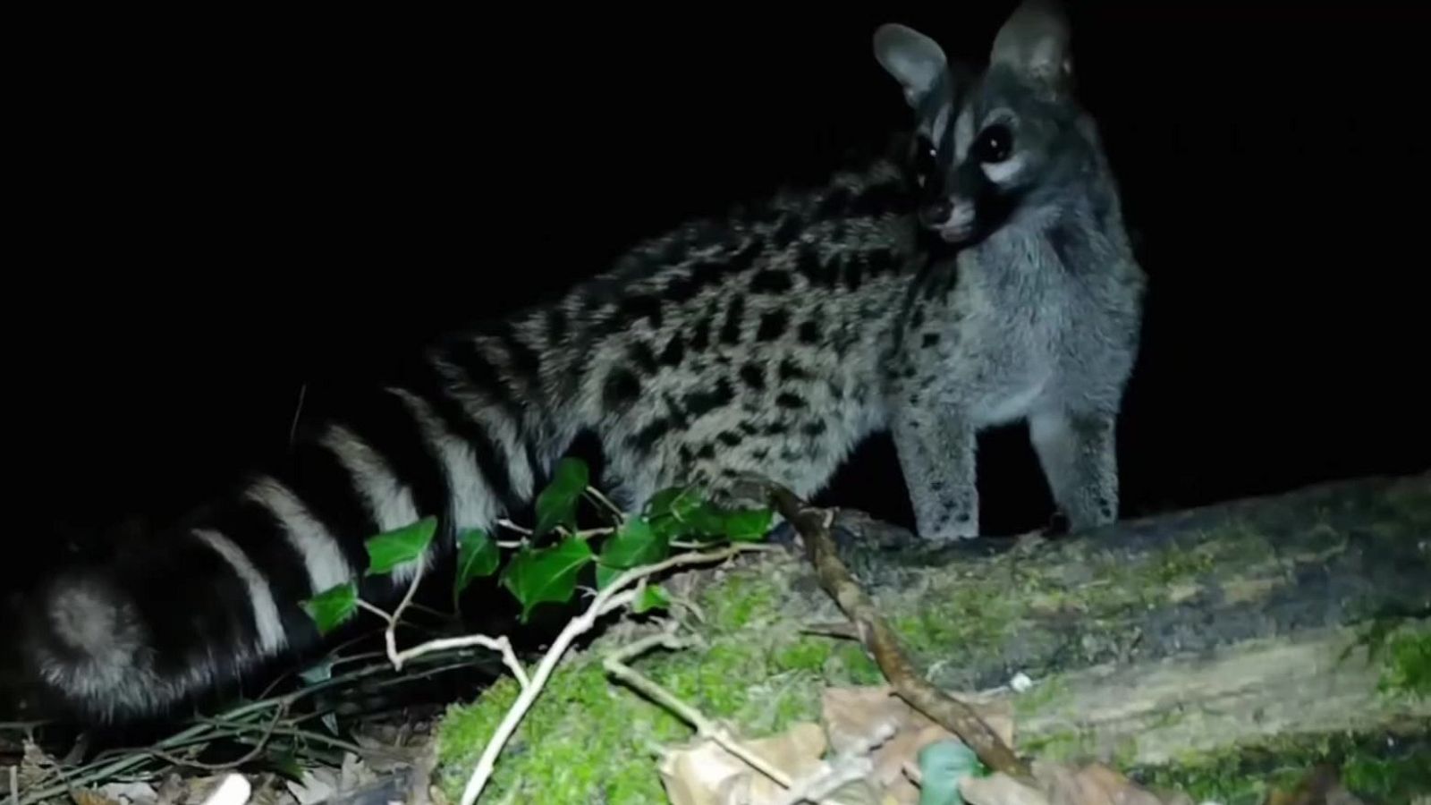 El ‘reality show’ del parque de La Viesca, en Cantabria - Aquí la Tierra | Ver