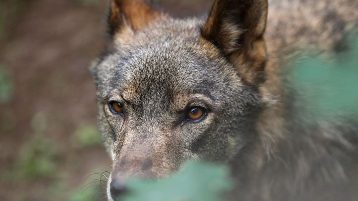Telediario 1 - El Congreso rebaja la protección del lobo y aprueba su caza al norte del Duero