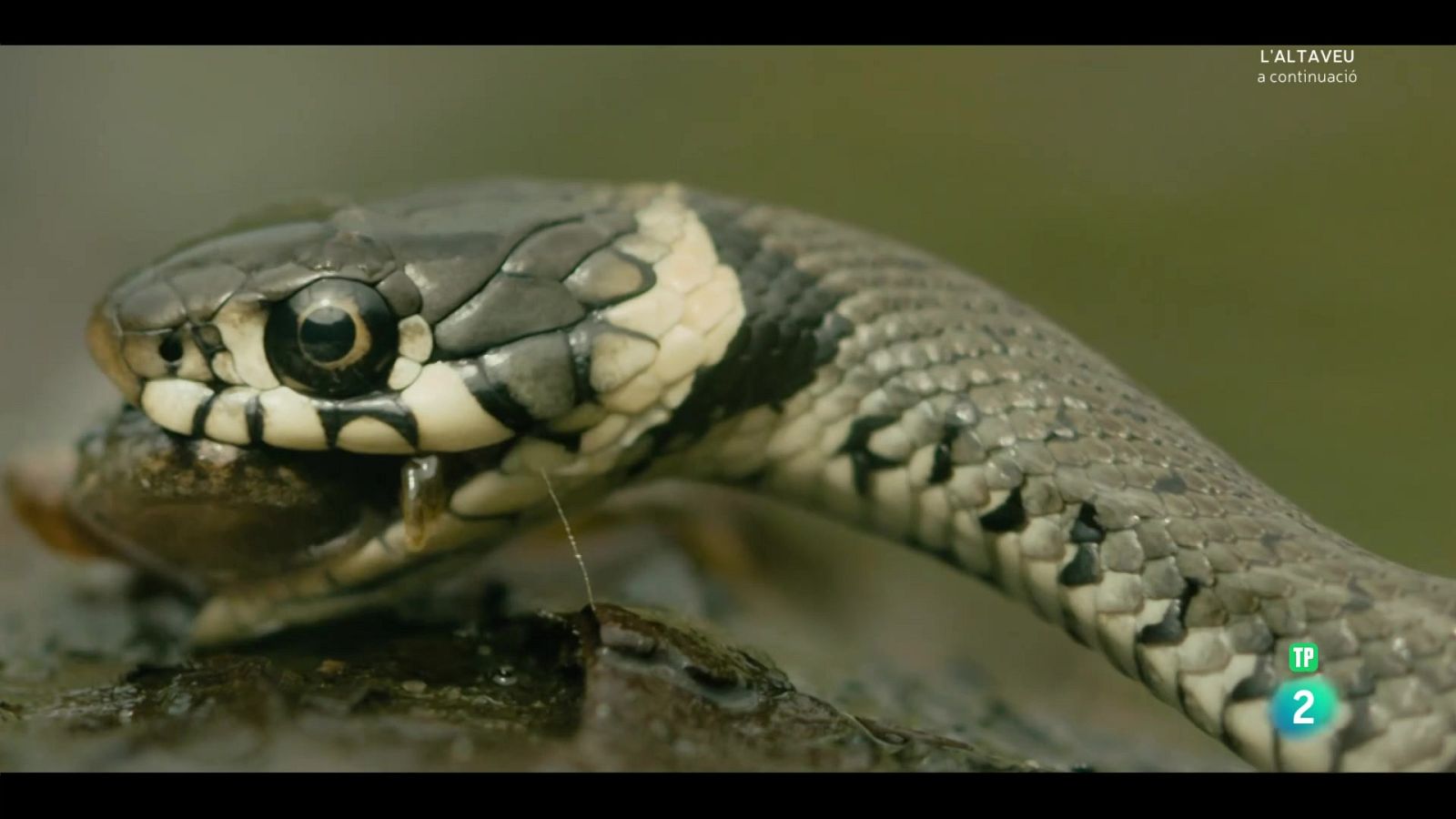 Grans documentals - Holanda salvatge: El delta vevent - Veure Ara