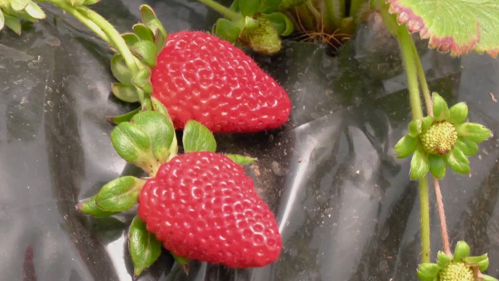 Las fresas que crecen entre volcanes - Aquí la Tierra | Ver