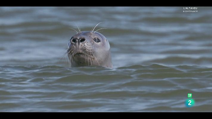 Som Documentals - Holanda salvatge: Sota el nivell del mar