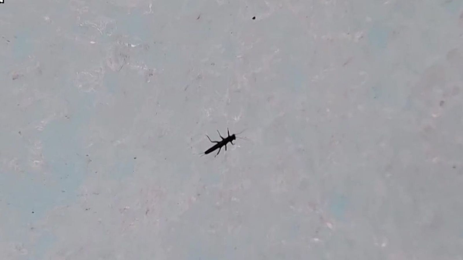 El dragón que habita la Patagonia - Aquí la Tierra | Ver