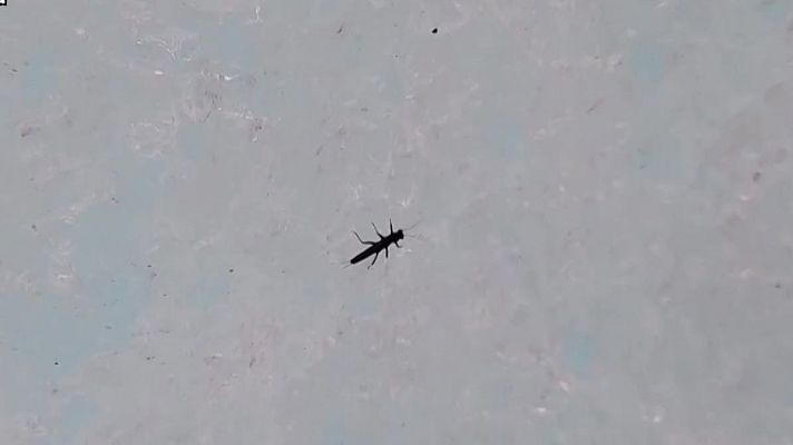 Aquí la Tierra - El dragón que habita la Patagonia