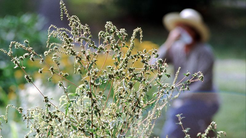 Las intensas lluvias alargarán este año la temporada de alergias