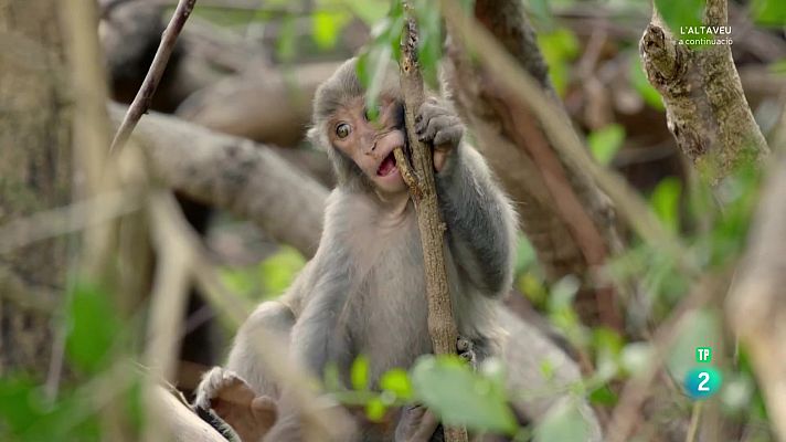 Som Documentals - Taiwan salvatge, l'illa de la selva
