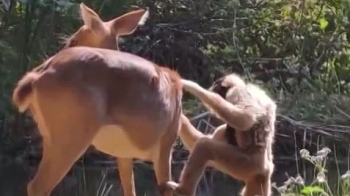 Aquí la Tierra - El gibón esteticista