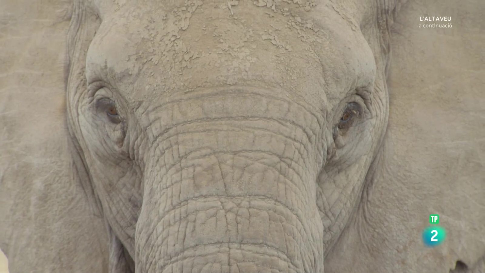 Grans documentals - Grans parcs naturals d'Àfrica. El parc dels elefants d'Addo - Veure Ara