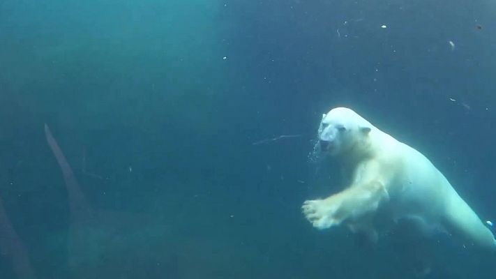 Aquí la Tierra - Un baño polar en Oregón