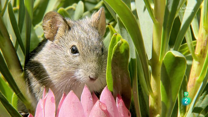 Som Documentals - Grans parcs naturals de l'Àfrica. El parc nacional de Table Mountain