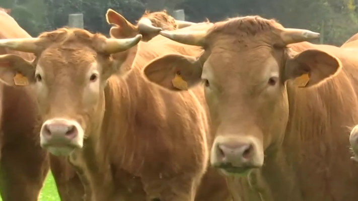 Telediario 1 - "Superman" compra 20 vacas en Lugo: "Para él la carne de la rubia gallega es la mejor del mundo"