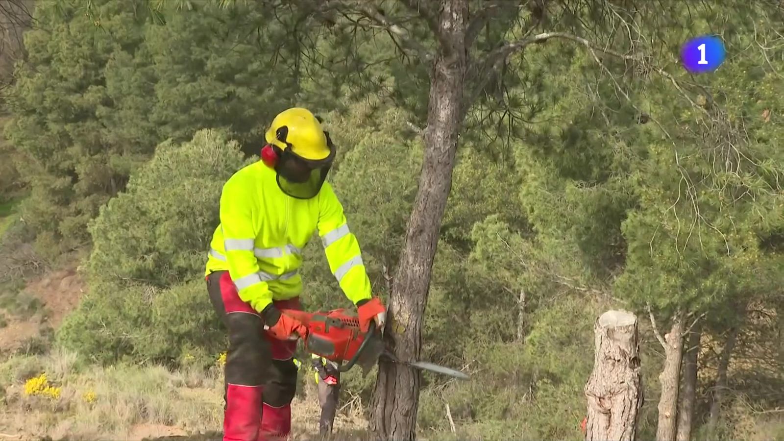 Endesa engega una campanya de pervenció d'incendis a les zones forestals - L'Informatiu | Veure