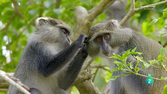 Som Documentals - Grans parcs naturals de l'Àfrica. L'Isimangaliso: el miracle