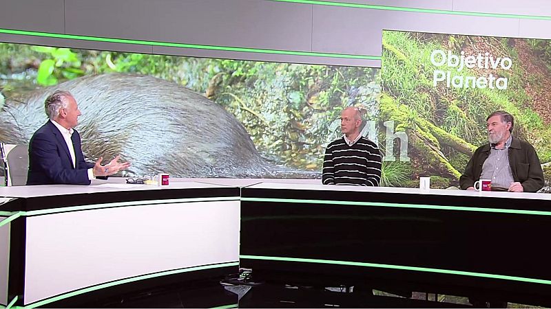 Objetivo Planeta - El visn europeo, el mamfero ms amenazado - ver ahora