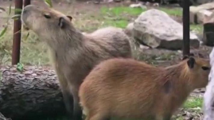Aquí la Tierra - Capibaras en su esencia