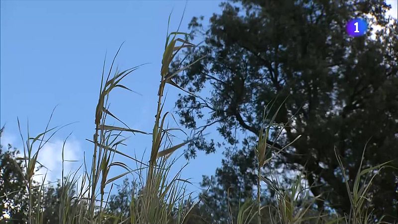 L'Informatiu - 29/03/2025