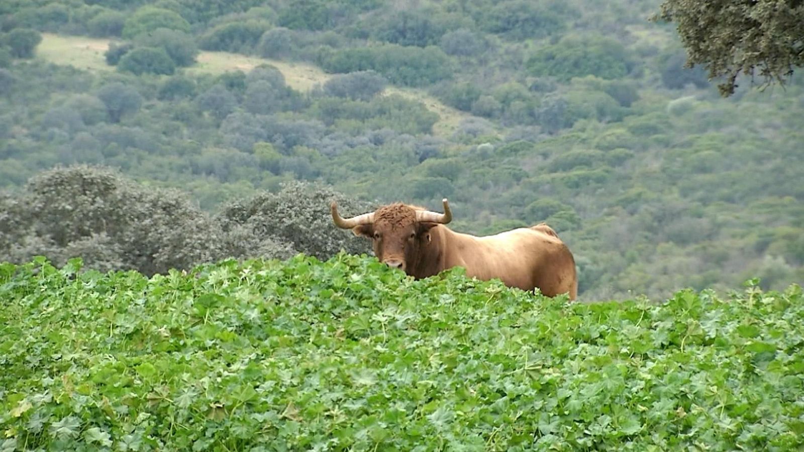 Tendido Cero - 29/03/25 - ver ahora