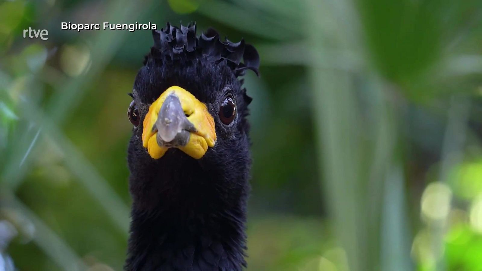 El guardián del bosque - Aquí la Tierra | Ver