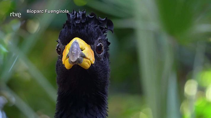 Aquí la Tierra - El guardián del bosque