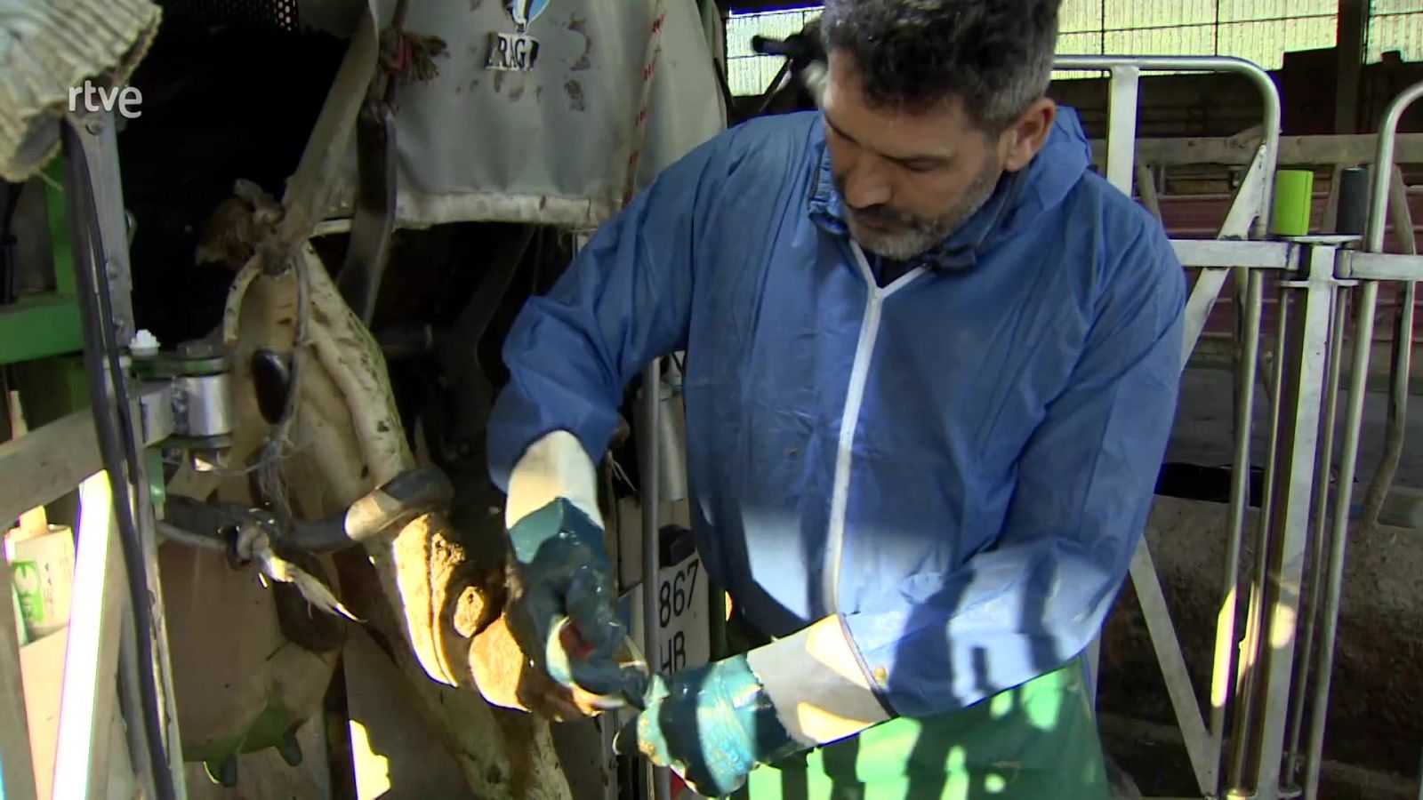 Pedicura para vacas - Aquí hay trabajo | Ver