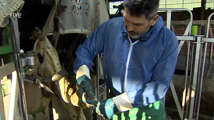 Aquí hay trabajo - Pedicura para vacas
