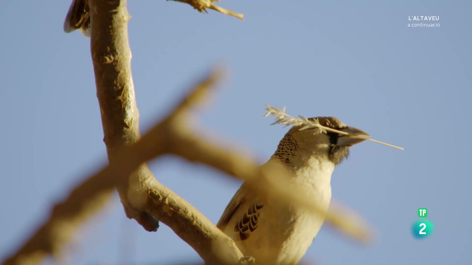 Grans documentals - Grans parcs naturals de l'Àfrica. El parc transfronterer de Kgalagadi - Veure Ara
