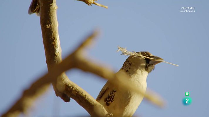 Som Documentals - Grans parcs naturals de l'Àfrica: Kgalagadi