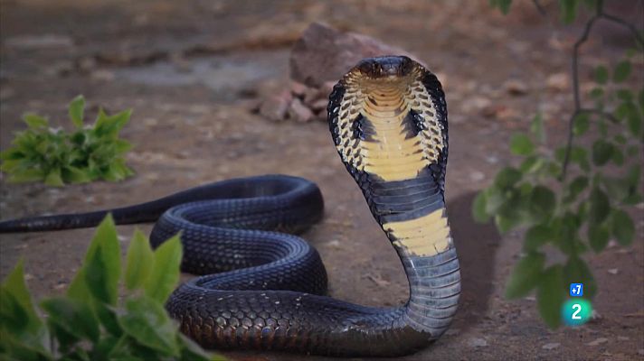 Som Documentals - Arsenal animal. Escopinades i punxades