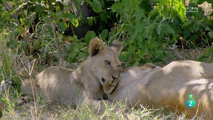 Som Documentals - Grans parcs naturals de l'Àfrica: Chobe, un lloc per aprendre